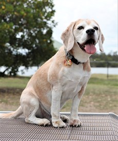 My gorgeous beagle Buster. I'll be keeping him company on Saturday. By the time race 9 comes around  Buster will be having chicken and carrots and I will be having chicken and salad for dinner watching the cricket … that is after walking around the river walk in Brisbane city

Photos HRO (Darren Winningham and Graham Potter)