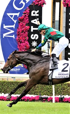 Queensland's boom horse Alligator Blood currently leads the Al Star Mile voting

Photos HRO (graham Potter and Darren Winningham)