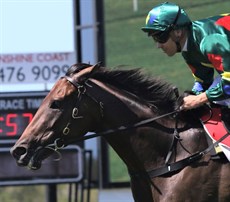 Alligator Blood won that trial and then when on to take out the CS Hayes Stakes in one of the most thrilling two-horse battles seen for a long time.