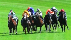 Photos from Sky Thoroughbred Central