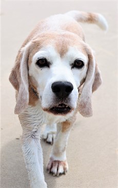 My friend Buster

The footy has stopped – the AFL has stopped – I am not permitted to be at the track, so I suppose it will be a weekend with Buster this weekend – maybe another day at the beach or just resting with him at home. 