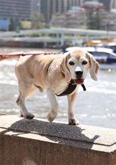 Then next Thursday 23 April will be my beagle “BUSTER’s” 11th birthday. I am hoping to get him to the beach and then his annual pampering at POOCH AVENUE. So, he will be a happy and spoilt beagle next week!

Photos: Graham Potter and Darren Winningham