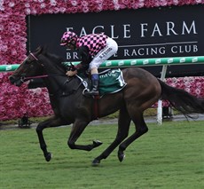 I have gone with Rothfire (pictured above) to win the JJ Atkins. A win would take the Robert Heathcote trained gelding's record to six wins from seven starts