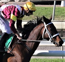 This week's winners Sweet Thomas, Orcein and another winner, Trumbull are part owned by Francis and Christine Cook and I see they also feature as part owners of Another Dollar (pictured above),who won in Brisbane, and they had a further two winners at Newcastle, Saigon and Sam Spade, a remarkable feat indeed. What a day for the pair