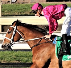 Chris Waller saddled a treble at Doomben where his winners were Starla, Another Dollar and the filly Sure Knee (pictured above), carrying those famous colours of the Ingham family.