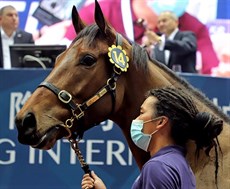 Photos: Graham Potter, Darren Winningham and courtesy of the Hong Kong Jockey Club