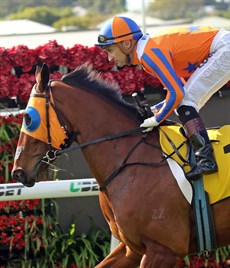 Melody Belle (pictured above) looked in wonderful order for her spring campaign for Jamie Richards when she galloped between races at the Kensington track on the weekend. Tommy Berry (pictured below) handled her and was greatly taken by her work. Richards said that Melody Belle will now kick off her spring campaign in the Missile Stakes and then she will tackle the Winx Stakes a fortnight later.