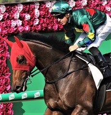 Alligator Blood (pictured above) has lost the $1.16m Magic Millions Guineas purse after it was found he was presented to race with a prohibited substance with traces of altrenogest found in a post-race sample … but, I gather, this won’t be the end of the saga. In fact, it is likely to be the start of many legal battles as there is talk already of a challenge heading towards the Supreme Court.