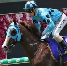 Jason Collett rode a double and he scored the easiest of wins on the Maher-Eustace three-year-old Anders (pictured above at a previous start) in the Rosebud. And while the $1m Golden Rose looks a race for the handsome colt he has had his odds cut for the Everest to $15 from $25 with the winner of that trial last week for Chris Waller trained Nature Strip still a firm favourite for The Everest.

Photos: Graham Potter