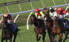 Race 8 mid-home straight ... Tullio (left) starts to struggle and Niccanova (right)is caught in traffic

Photos: Graham Potter