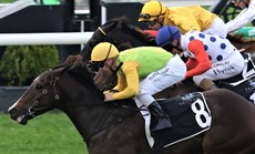 Race 9 - Pizonie
