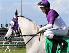 Cannot wait for this tough Queensland stayer The Candy Man (pictured above and below) to head to Sydney and link up with Team Hawkes. The grey gelding is one tough stayer as he showed by his win on the weekend and trainer Barry Baldwin says he is in the right form to tackle Sydney racing.