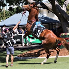 ... and the Heinrich stable also claimed a third placing with Prime Asset in the QTIS Two-Year-old Colts and Geldings Plate after the colt had been pretty lively in the parade ring pre-race.

Photos: Graham Potter