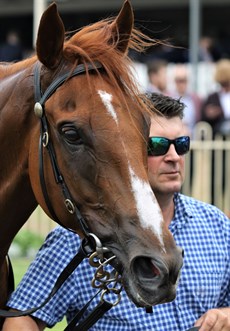 Scott Morrisey with Love Struck after yet another city win at Doomben on Saturday