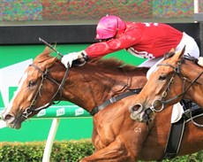 ... after Starosa (pictured above) had led the cavalry charge of the Gollan runners

Photos: Darren Winningham
