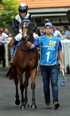 Houtzen is led out onto the Eagle Farm track on March 4, 2017 before winning under 63kg on a soft track where she made it four wins from four starts

Photos: Graham Potter