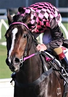 Rothfire ... a winner at the elite level on the track and now a Gold Star patient in rehab ... his temperament is quite amazing. He just seems to know what is required of him at any given time 

Photo: Graham Potter