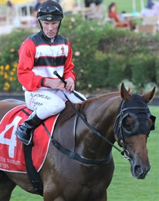 All is well that ends well ... Jim Byrne brings Tokoriki Lad back to scale after his win in teh last race at the Sunshine Coast on Saturday ... but wasn't all smooth sailing as the photos below show ...