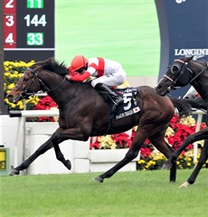 The two Japanese Group 1 winners at Sha Tin ... Danon Smash (above) and Normcore (below)