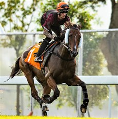 Romain Clavreul works Beauty Generation down the back straight.

Photos: Courtesy Hong Kong Jockey Club