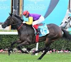 The Danny O'Brien trained galloper Paradee, a big winner on Saturday, has firmed to favourite for the Subzero at $2.10 ahead of 4 Ballistic Boy, 8 Elaborate and Primitive.

Photos: Darren Winningham