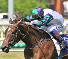 Two of the runners defending unbeaten records ... Alpine Edge (above) and Queen Of Wizardry (below)