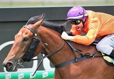 Miss Hipstar ... one of six horses backing up from last saturday

Photos: Darren Winningham and Graham Potter</b.