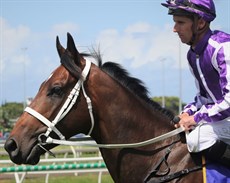 Ranch Hand ... looking a picture going out for his last start ...