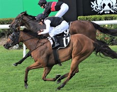 Isotope gets up to beat Away Game in the last stride at Doomben in the Gold Edition back in December

Photos: Graham Potter