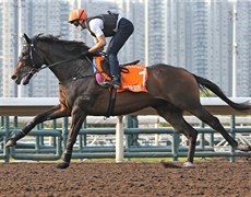 Golden Sixty works on the dirt under Vincent Ho.