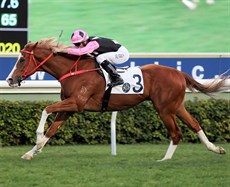 Beauty Applause is a six-time winner in Hong Kong.

Photos; Courtesy Hong Kong Jockey Club