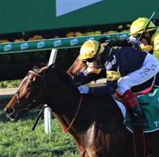 Craig Williams win the Stradbroke aboard Tofane (above) and the Dane Ripper aboard Brooklyn Hustle. The top rider had an agonising choice to make on which ride he would settle on for the Tatts Tiara