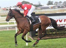 Tolkowsky ... no cigar, but a promising enough close-up fourth place at Doomben

Photos: Graham Potter