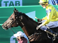 Mob Buster ... in the winners' enclosure ...