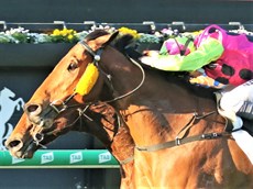 King Klaus rules OK. Here he show heaps of ability and courgae in downing Le Palmier at Eagle Farm in his last start