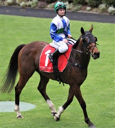 Smokin' Piero ... Payne's first runner in Queensland ...  returns to scale after running fourth at the Sunshine Coast.

Photos: Graham Potter