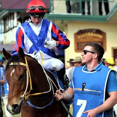 Ben Currie, strapping one of his horses back in the day, is looking to return to the training ranks in Queensland

Photos: Graham Potter