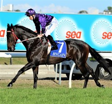 Jumbo Prince (above) and Col 'N' Lil (below) fought out the closest finish in Weetwood history with the judge being unable to separate the two runners