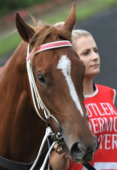 Single Dizire ... a winner at Ipswich