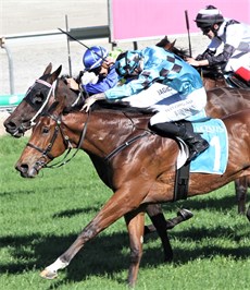 Always brave ... Imadgic pictured (far side) finishing a narrow second to Await The Storm at the Gold Coast ... one of three times in only five starts that the filly has had to settle for the runner-up position

Photo: Graham Potter