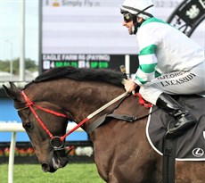 Kisukano ... a bold third place in the Eureka Stud Classic and then a runner-up finish in the Nudgee Stakes ... both great efforts