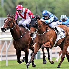 Lucky Patch ... chasing Hong Kong Sprint glory