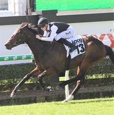 Miami Fleiss ... has won five from seven starts

Photos; Graham Potter