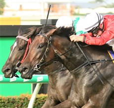 Salateen gets the better of Kusukano in the Listed Nudgee Stakes ... but it was a another great effort from the Michael nolan trained runner

Photos; Graham Potter and Darren Winningham