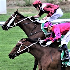 The Sears trained Raging Pole earns a close-up, runner-up result behind Plutocrat at Ipswich on December 29. Raging Pole was one of no less than an incredible nineteen runners saddled by the Tony and Maddysen Sears training partnership who finished n second place over the last three months

Photo: Graham Potter