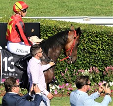 Not exactly the centre of attention as Brooker takes Sneaky Starter out onto the track ...