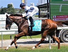 Constant Flight finished unplaced in the Magic Millions Sprint but the son of Written Tycoon can still stand proud as an eight time winner from twenty-four starts (a 33.3 percent strike-rate) with $277 225 banked in prize-money.

Photos: Graham Potter