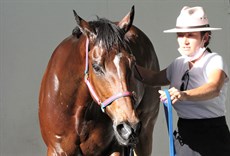 Harrison strapping Commandeering back in September