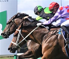 Could we see brother and sister Boris and Stephanie Thornton fighting out a finish again like we did last week when Scallopini beat Oscar Zulu in the Sunshine Coast Cup (pictured above) I think Stephanie will get him this time. (see race 1)