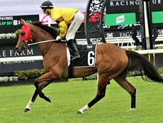 Red Wave at Eagle Farm ... where he bumped into a good one in Gypsy Goddess ... 